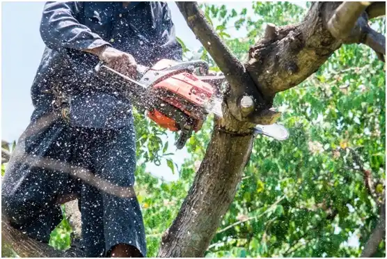 tree services Asherton